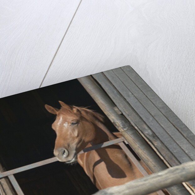 View of a horse in a stable by Anonymous
