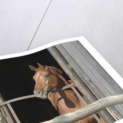 View of a horse in a stable by Anonymous