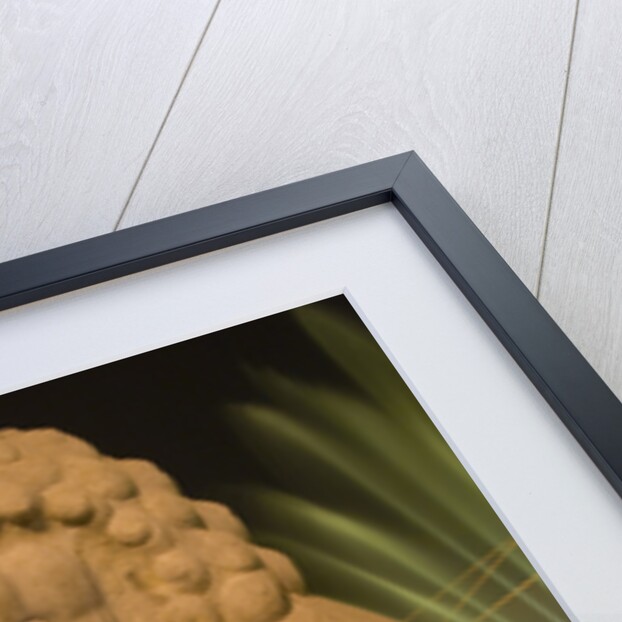 Stone Lion at the Gate of Heavenly Peace by Anonymous