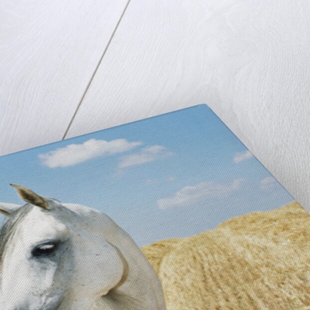 White Horse on Stubble Field by Anonymous