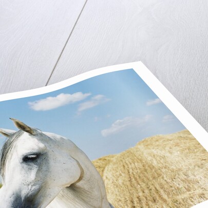 White Horse on Stubble Field by Anonymous