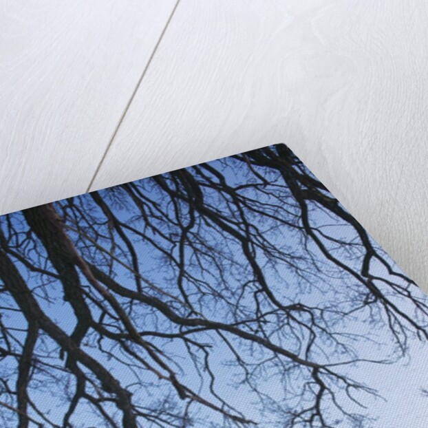 Trees in Winter by Anonymous