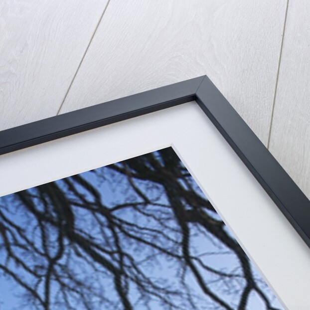 Trees in Winter by Anonymous