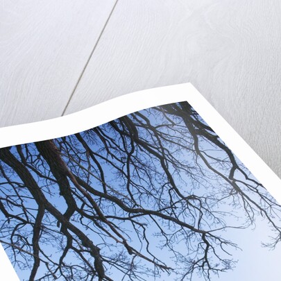 Trees in Winter by Anonymous