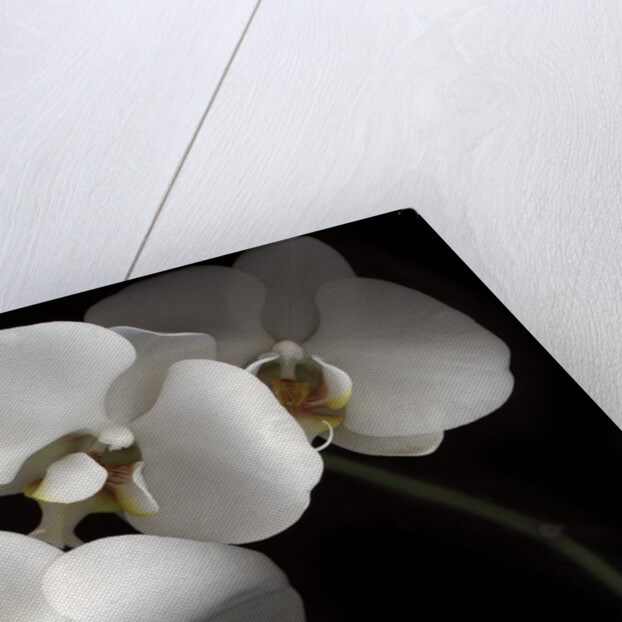 White Phalaenopsis Orchids by Anonymous