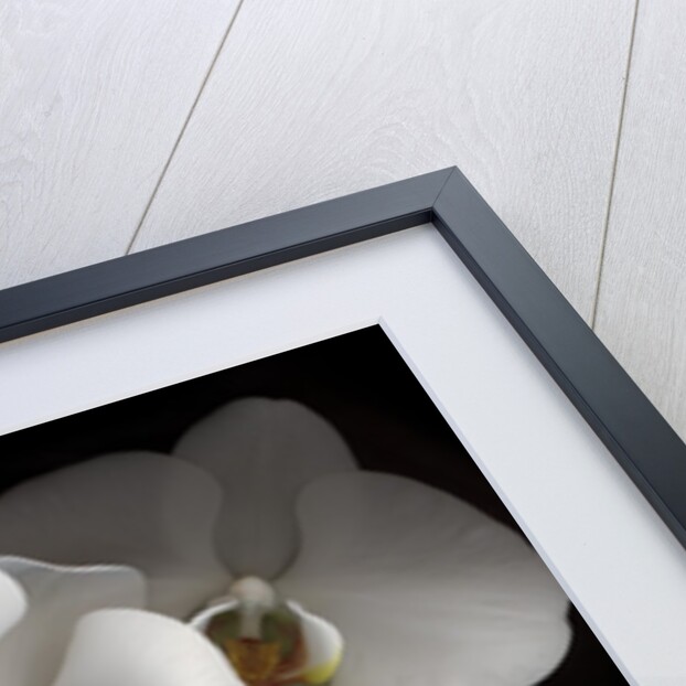 White Phalaenopsis Orchids by Anonymous