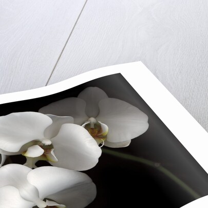 White Phalaenopsis Orchids by Anonymous