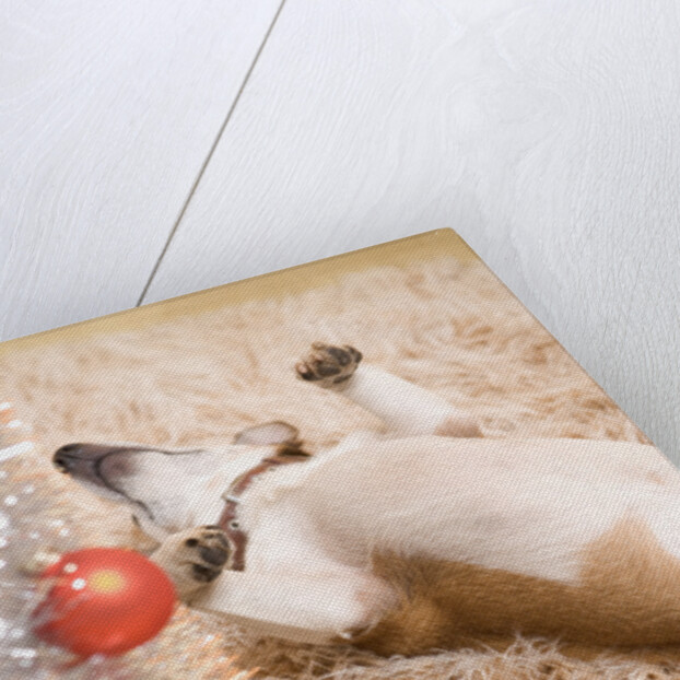 Dog Lying on Rug by Christmas Tree by Anonymous
