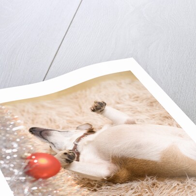 Dog Lying on Rug by Christmas Tree by Anonymous