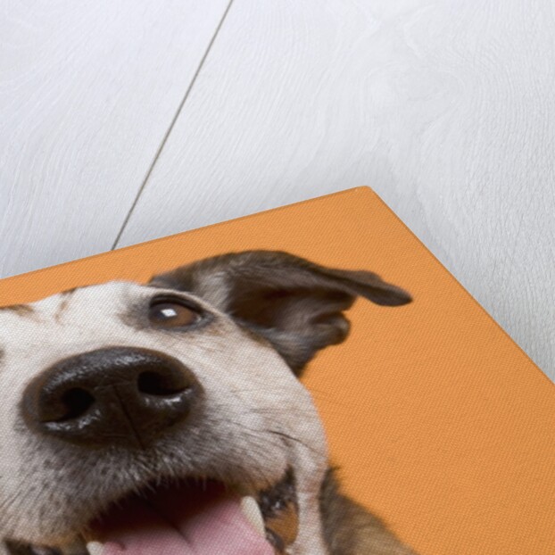 Dog by Anonymous