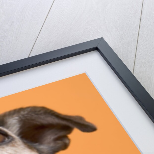 Dog by Anonymous