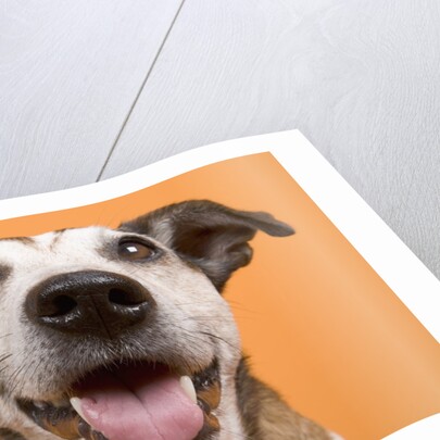 Dog by Anonymous