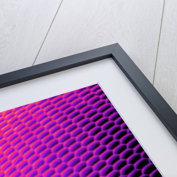 Compound Eye of a Bee by Anonymous