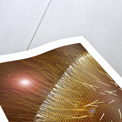 Compound Eye of Honeybee by Anonymous