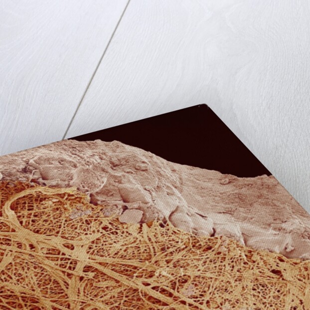 Eggshell by Anonymous