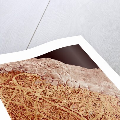 Eggshell by Anonymous