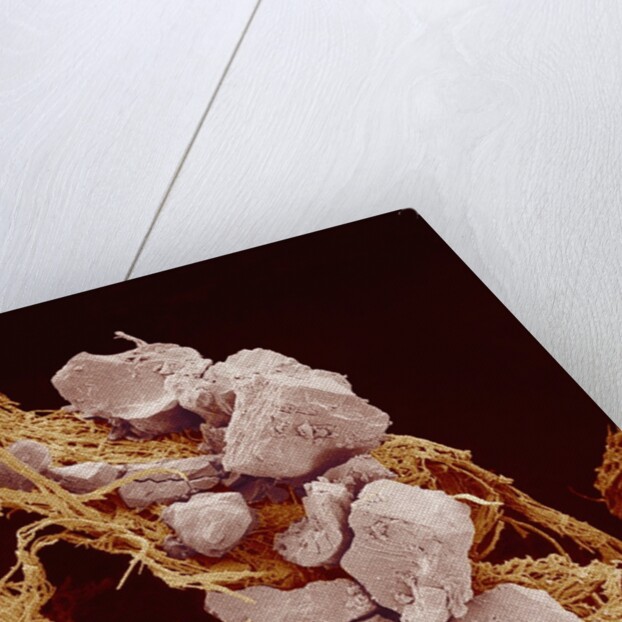 Eggshell by Anonymous