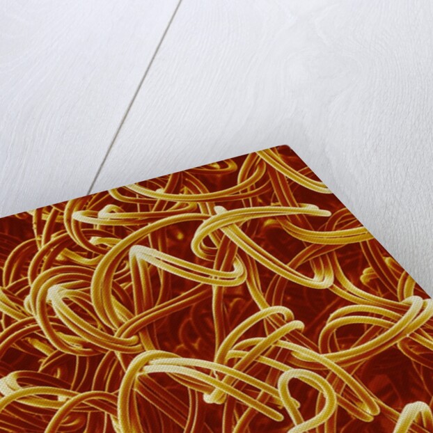 Panty Hose by Anonymous