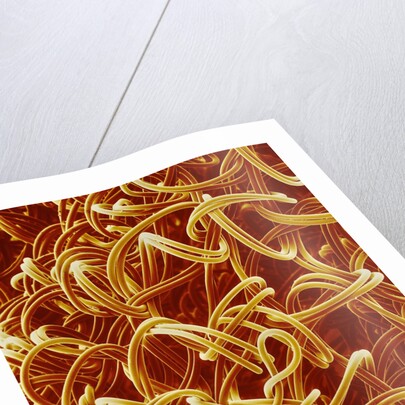 Panty Hose by Anonymous