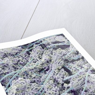 Mold on White Bread by Anonymous