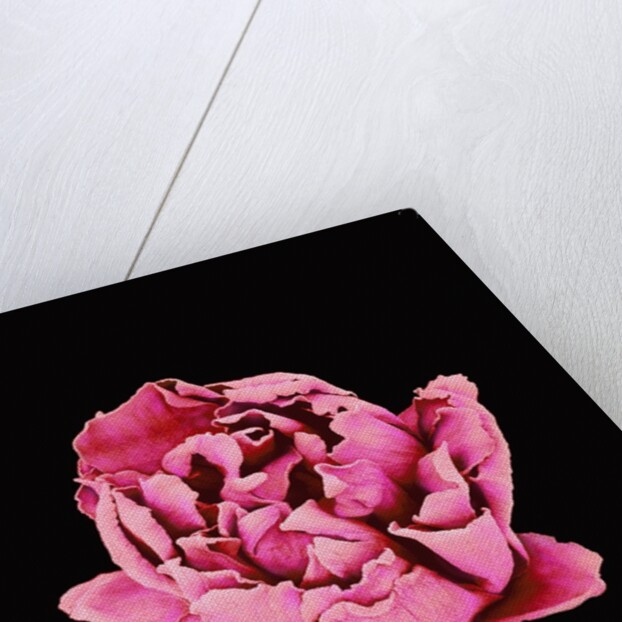 Baby's Breath Flower by Anonymous