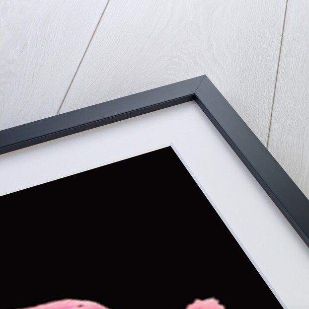 Baby's Breath Flower by Anonymous