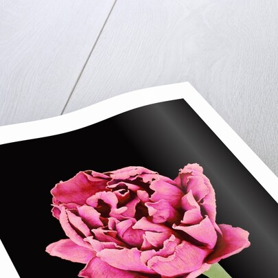 Baby's Breath Flower by Anonymous