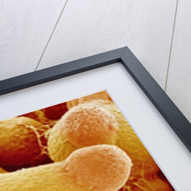 Pollen of Evening Primrose by Anonymous