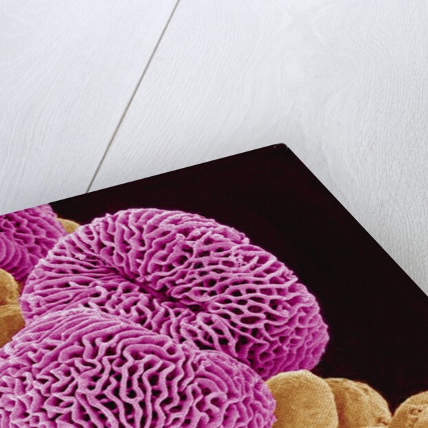 Geranium Pollen by Anonymous