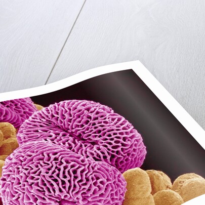 Geranium Pollen by Anonymous