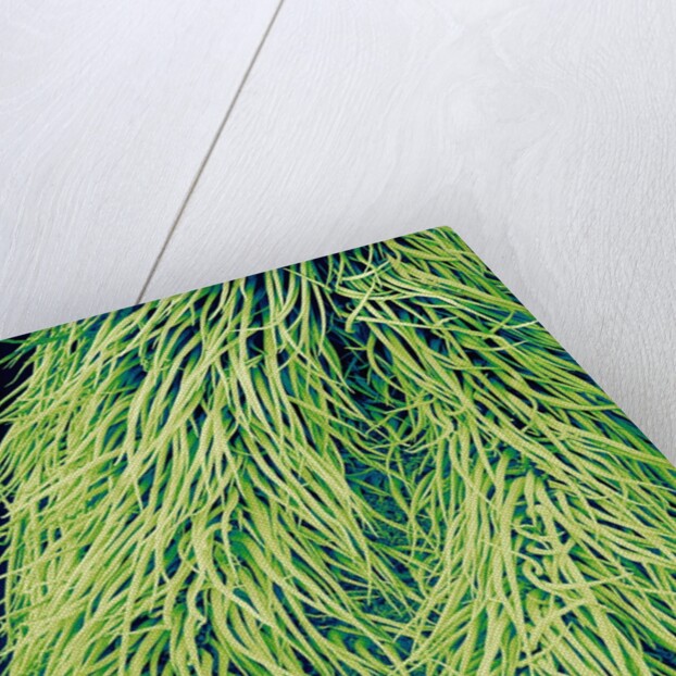 Leaf of a Stinging Nettle by Anonymous