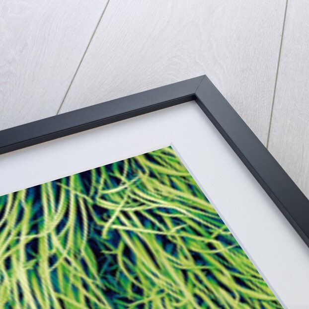 Leaf of a Stinging Nettle by Anonymous