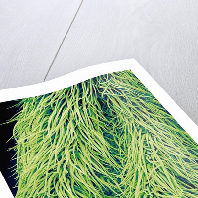 Leaf of a Stinging Nettle by Anonymous