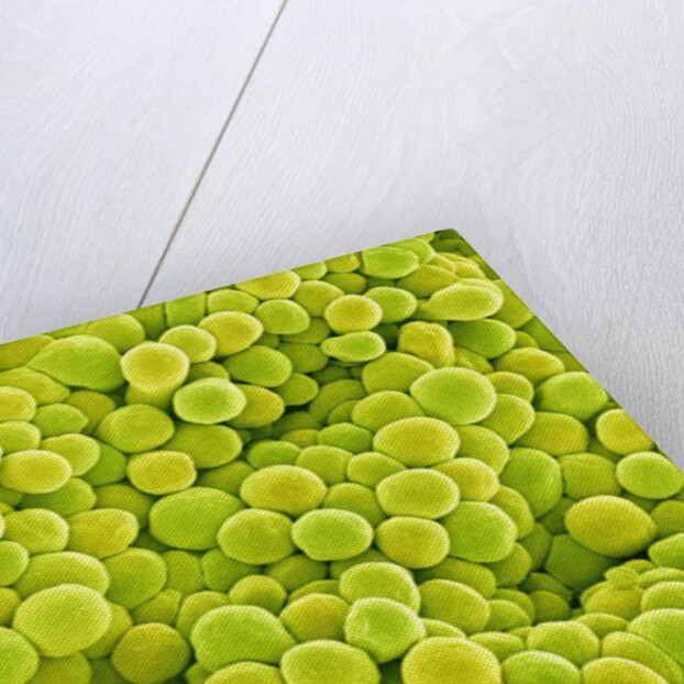 Pistil of Buttercup by Anonymous