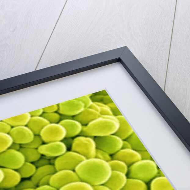 Pistil of Buttercup by Anonymous