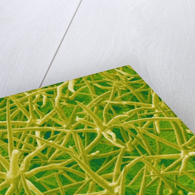 Underside of Marsh Mallow Leaf by Anonymous