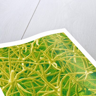Underside of Marsh Mallow Leaf by Anonymous