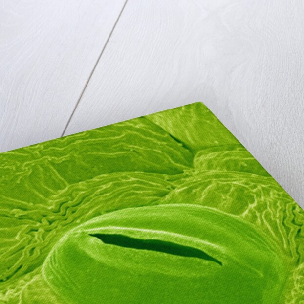 Stomata on a Camellia Leaf by Anonymous