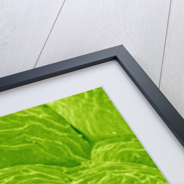 Stomata on a Camellia Leaf by Anonymous