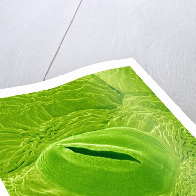 Stomata on a Camellia Leaf by Anonymous