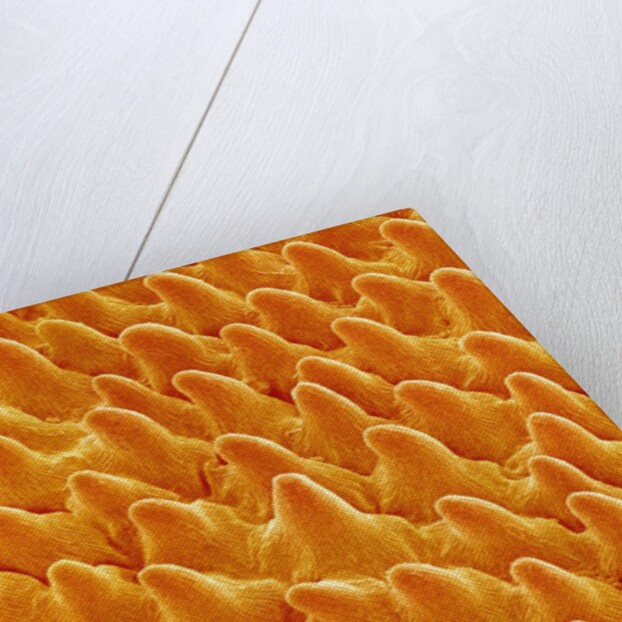 Petal of Pansy by Anonymous