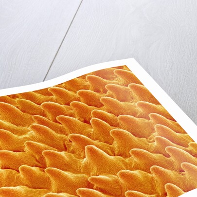 Petal of Pansy by Anonymous