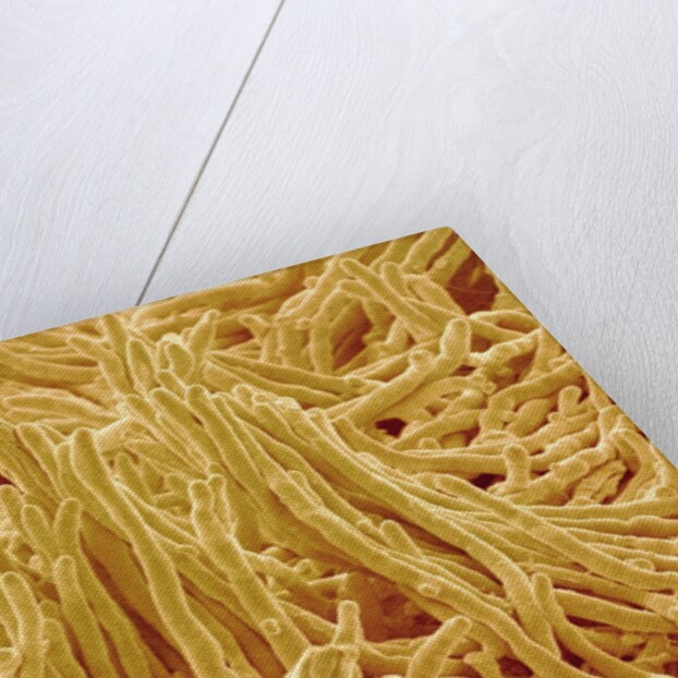 Mycelium of Mushroom by Anonymous