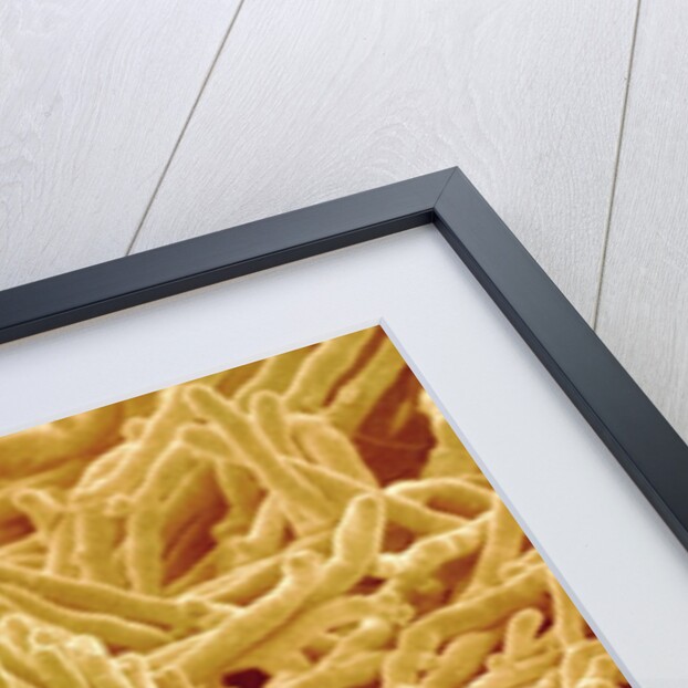 Mycelium of Mushroom by Anonymous