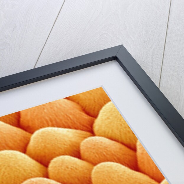 Bellflower Petal by Anonymous