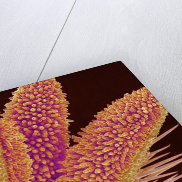 Pistil of Geranium by Anonymous