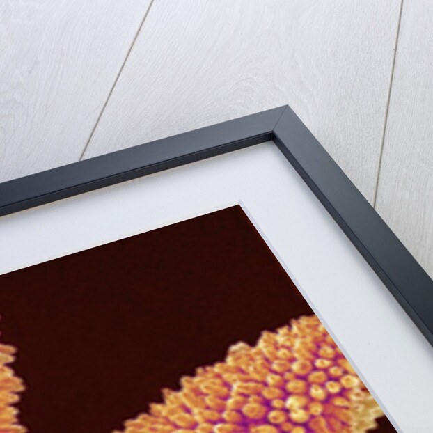 Pistil of Geranium by Anonymous