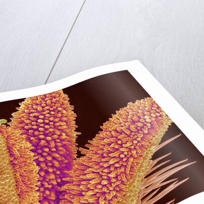 Pistil of Geranium by Anonymous