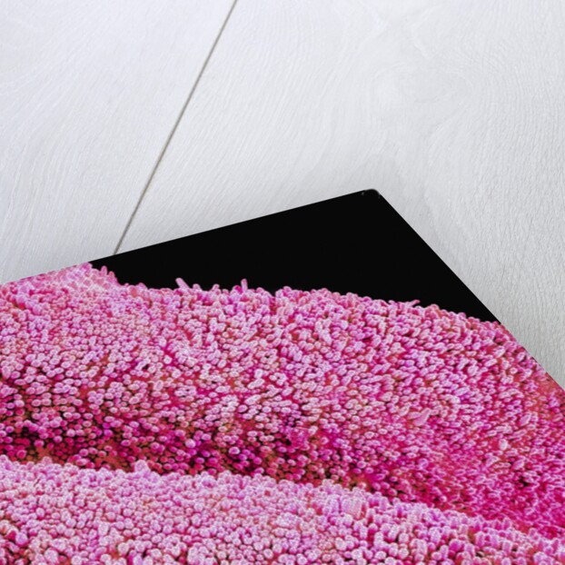 Petal of a Cymbidium Plant by Anonymous