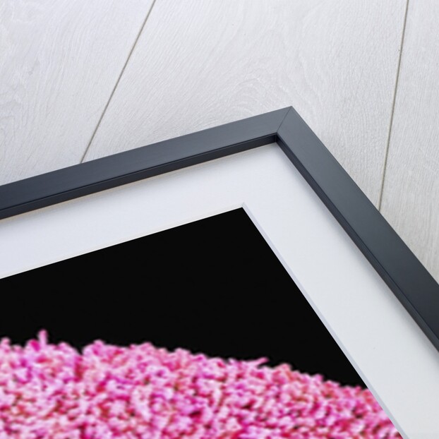 Petal of a Cymbidium Plant by Anonymous